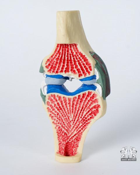 Anatomie-Modell Knie