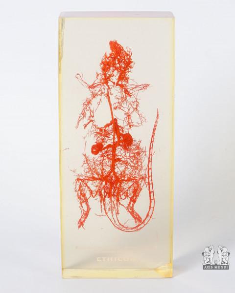 Anatomie-Modell Ratte Blutgefäße