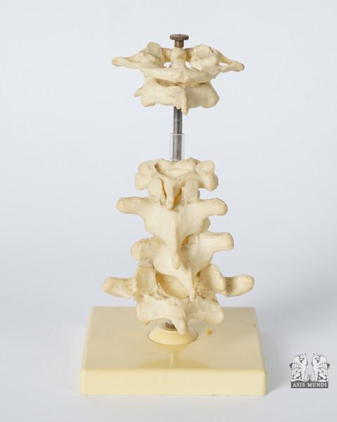 Anatomie-Modell Wirbel
