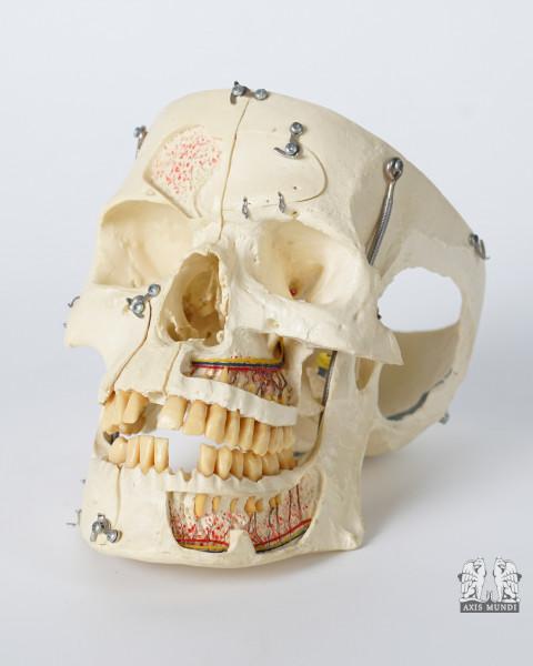 Anatomie-Modell Schädel