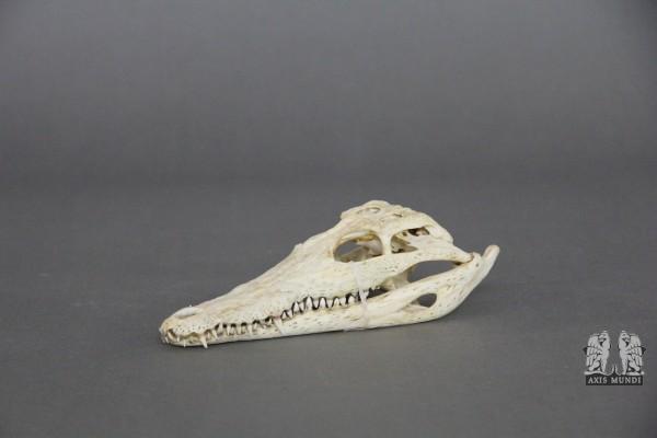 Krokodil Kopf