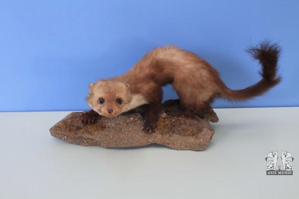 Tierpräparat Marder