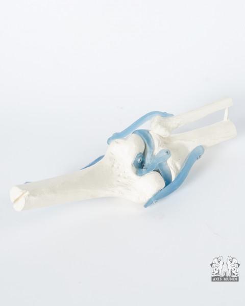 Anatomie-Modell Kniegelenk