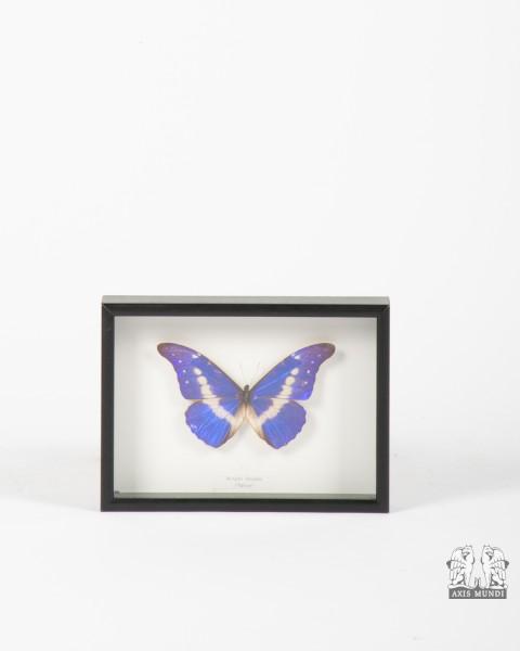 Wandbild