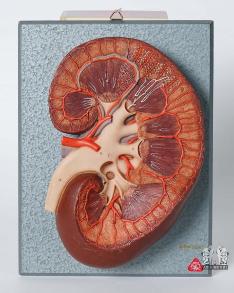 Anatomie-Modell Niere Relief