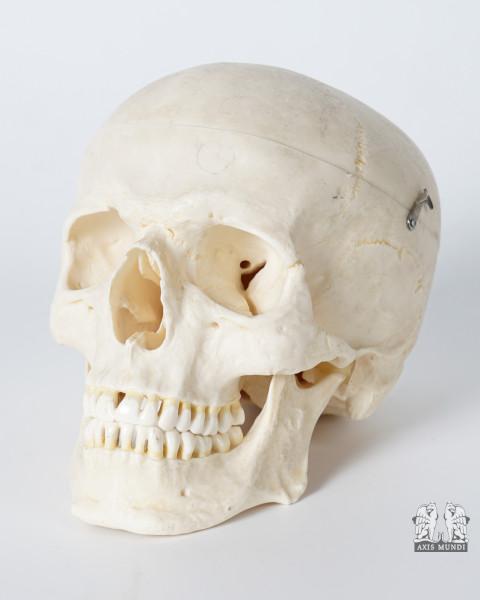 Anatomie-Modell Schädel