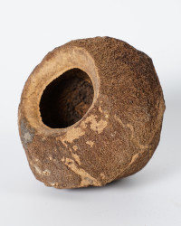 Sapucaia Paradiesnuss