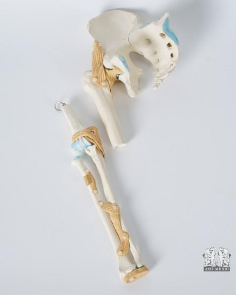 Anatomie-Modell Hüftgelenk