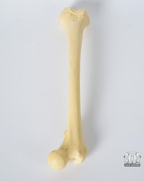 Anatomie-Modell Oberschenkelknochen