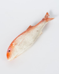 Rotbarbe Fisch