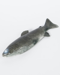 Forelle Fisch