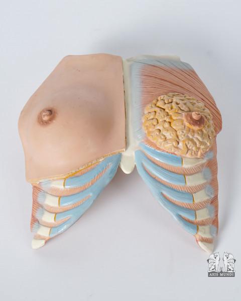 Anatomie-Modell Brustkorb