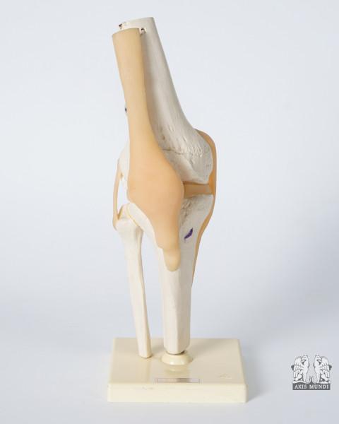 Anatomie-Modell Kniegelenk