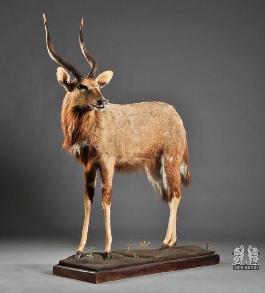 Antilope