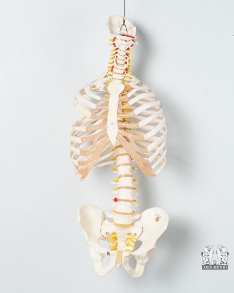 Anatomie-Modell Oberkörper