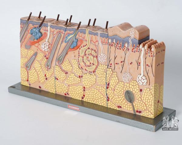 Anatomie-Modell Haut