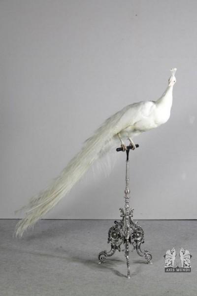 Tierpräparat Pfau