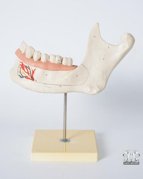 Anatomie-Modell Kiefer