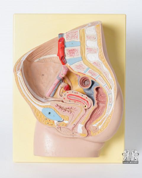 Anatomie-Modell Becken Relief