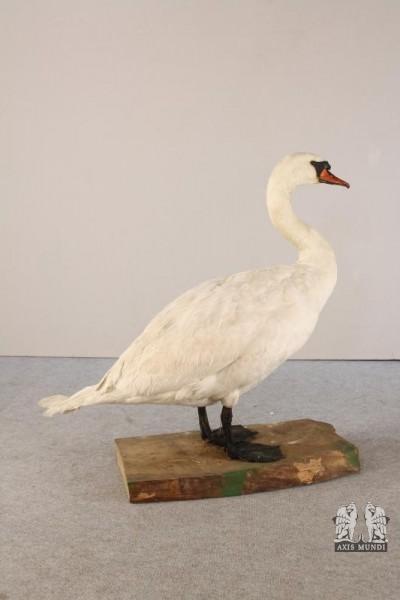 Tierpräparat Schwan