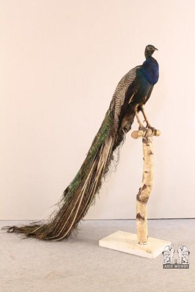 Tierpräparat Pfau