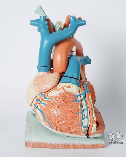 Anatomie-Modell Herz