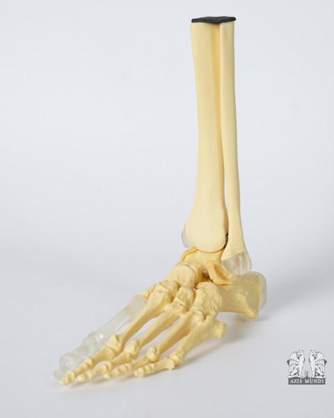 Anatomie-Modell Fuß