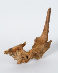 Treibholz Mopani Wurzel