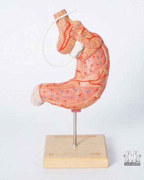 Anatomie-Modell Magen
