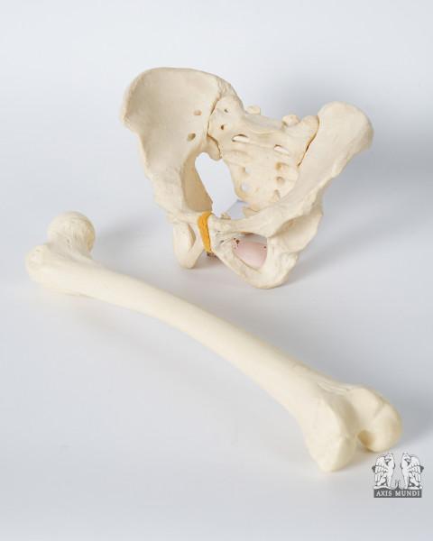 Anatomie-Modell Beckenknochen