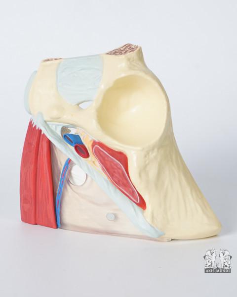 Anatomie-Modell Leiste