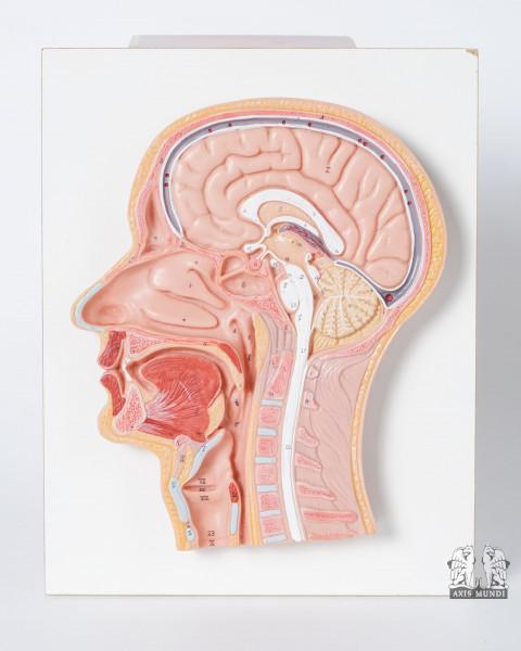Anatomie-Modell Kopf Relief