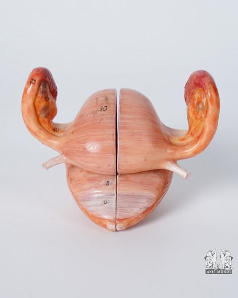 Anatomie-Modell Geschlechtsorgane