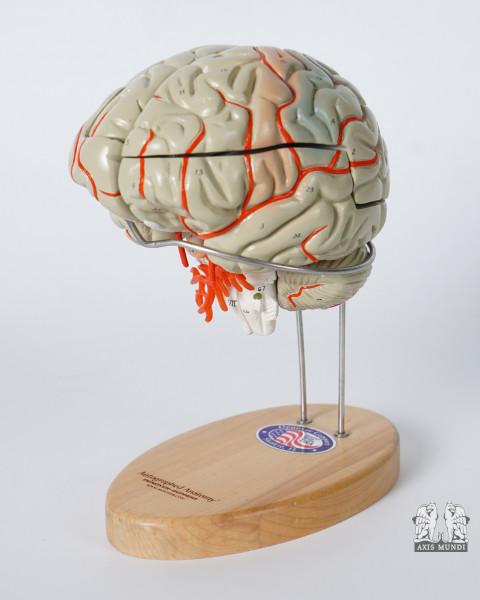 Anatomie-Modell Gehirn