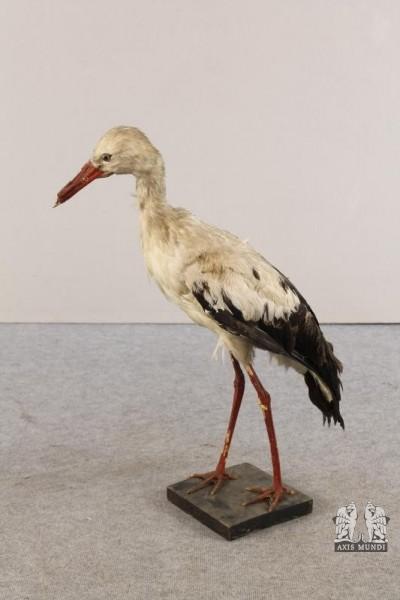 Tierpräparat Storch