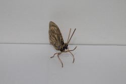 Deko Schmetterling