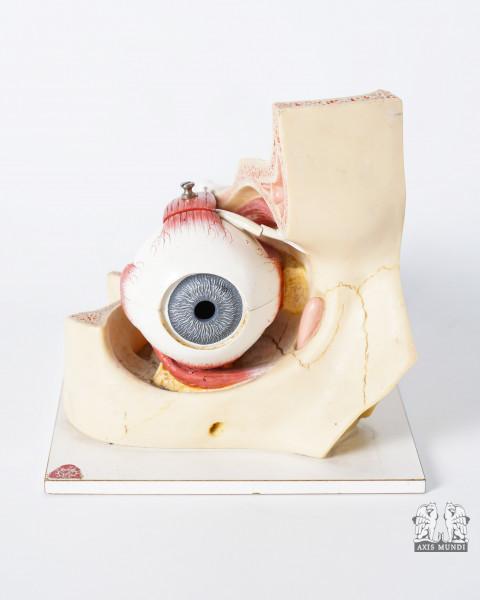 Anatomie-Modell Auge