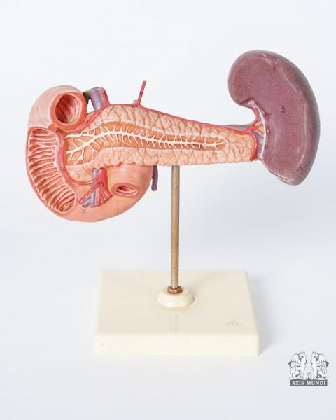 Anatomie-Modell Pankreas