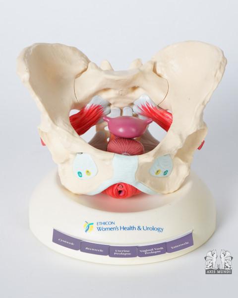 Anatomie-Modell Becken