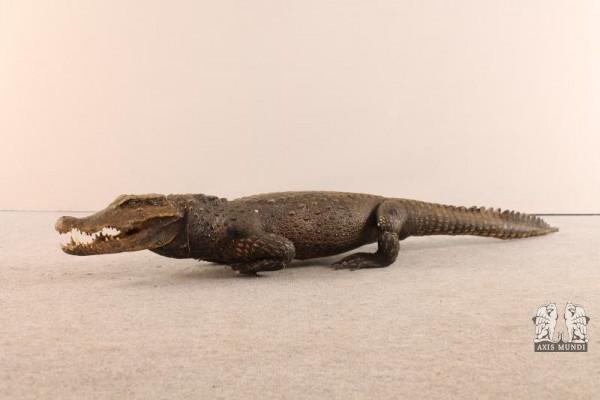 Tierpräparat Krokodil