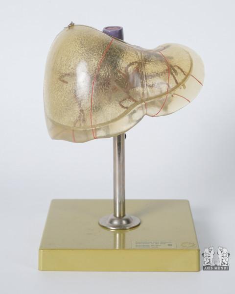 Anatomie-Modell Leber
