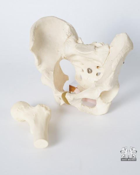 Anatomie-Modell Becken
