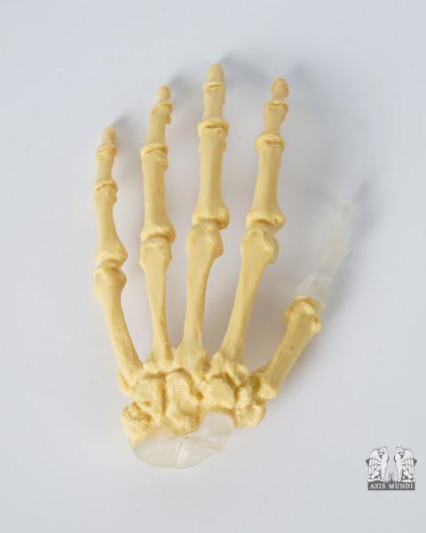 Anatomie-Modell Hand