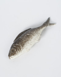 Meerbrasse Fisch